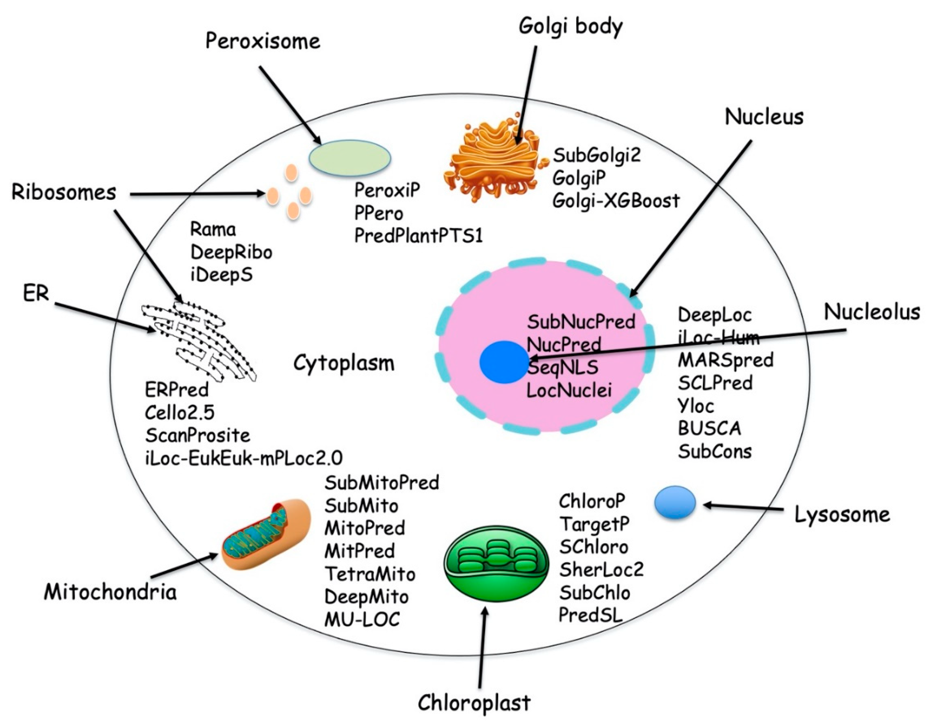 subcellular-structure-and-organelle-proteomics-service1.png