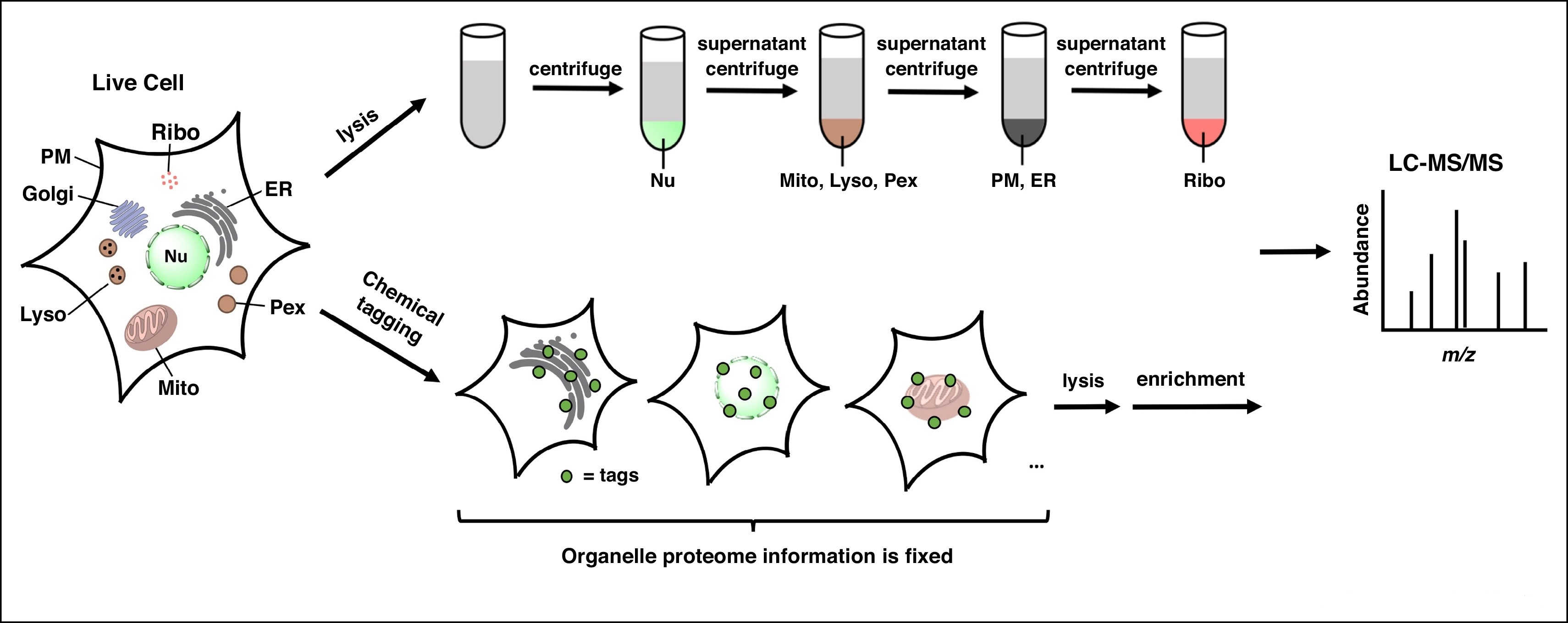 subcellular-structure-and-organelle-proteomics-service2.jpg