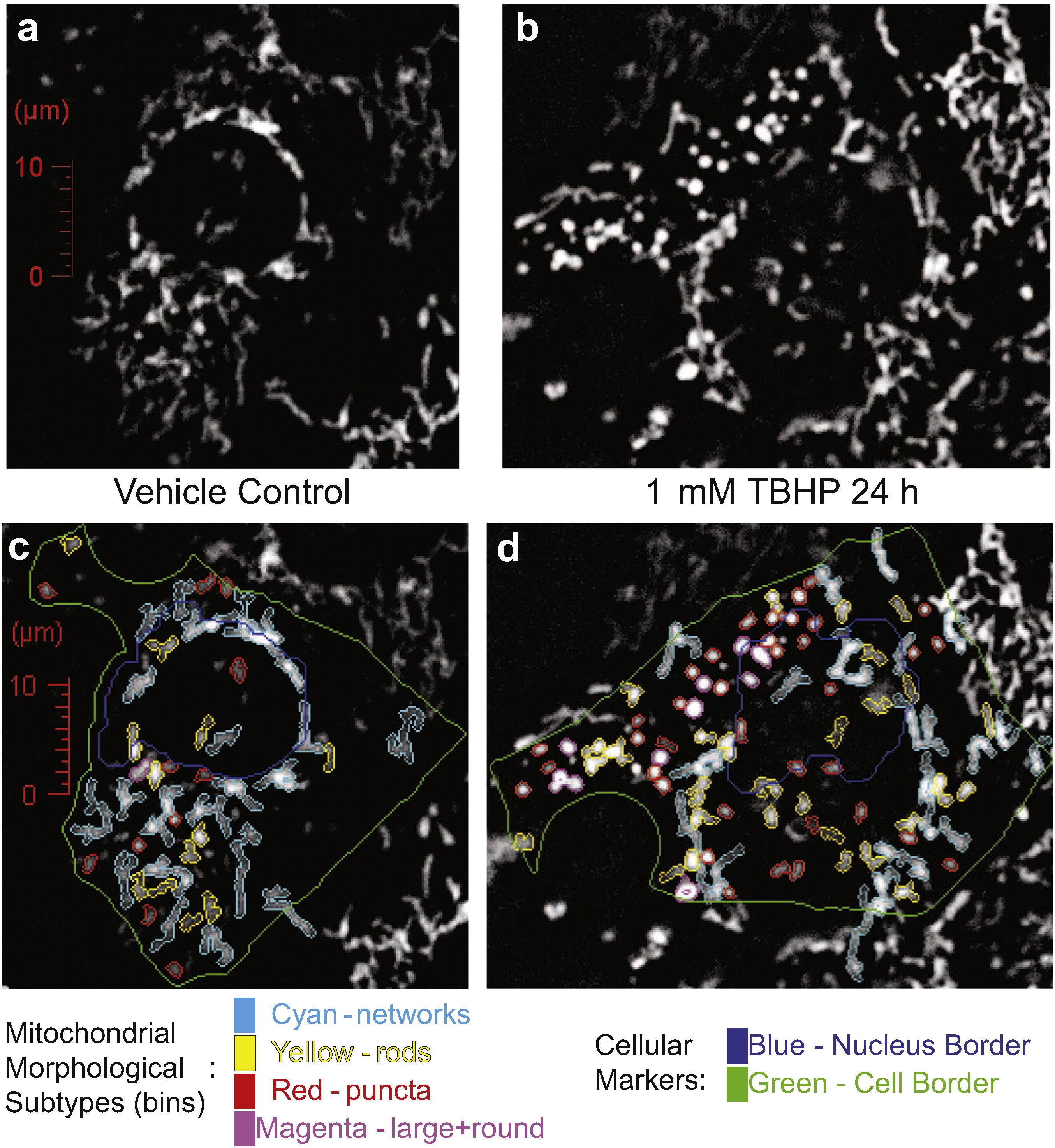 1943241394571825152-high-content-imaging-based-mitochondrial-phenotype-analysis-service1.jpg