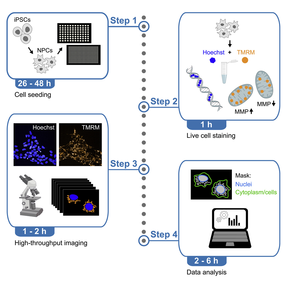 1943241593679630336-high-content-imaging-based-mitochondrial-phenotype-analysis-service2.jpg