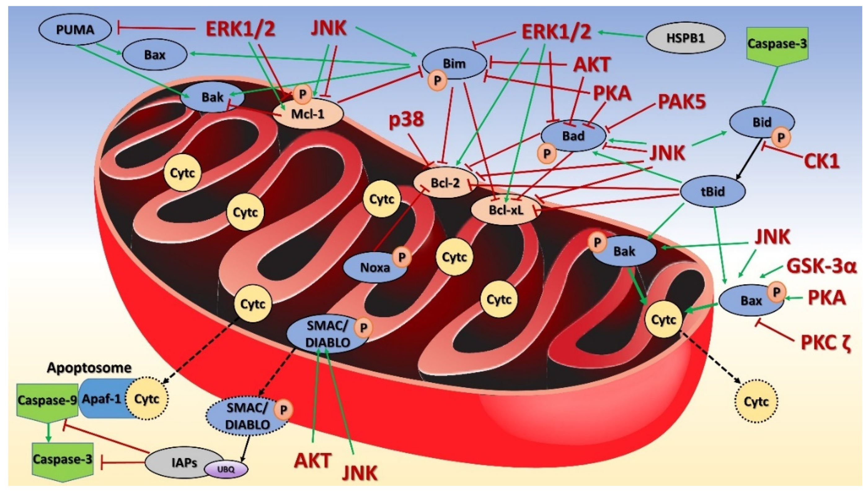 1943242621640626176-mitochondrial-protein-phosphorylation-analysis-service1.png