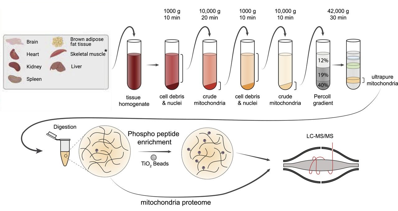 1943242902860320768-mitochondrial-protein-phosphorylation-analysis-service2.jpg