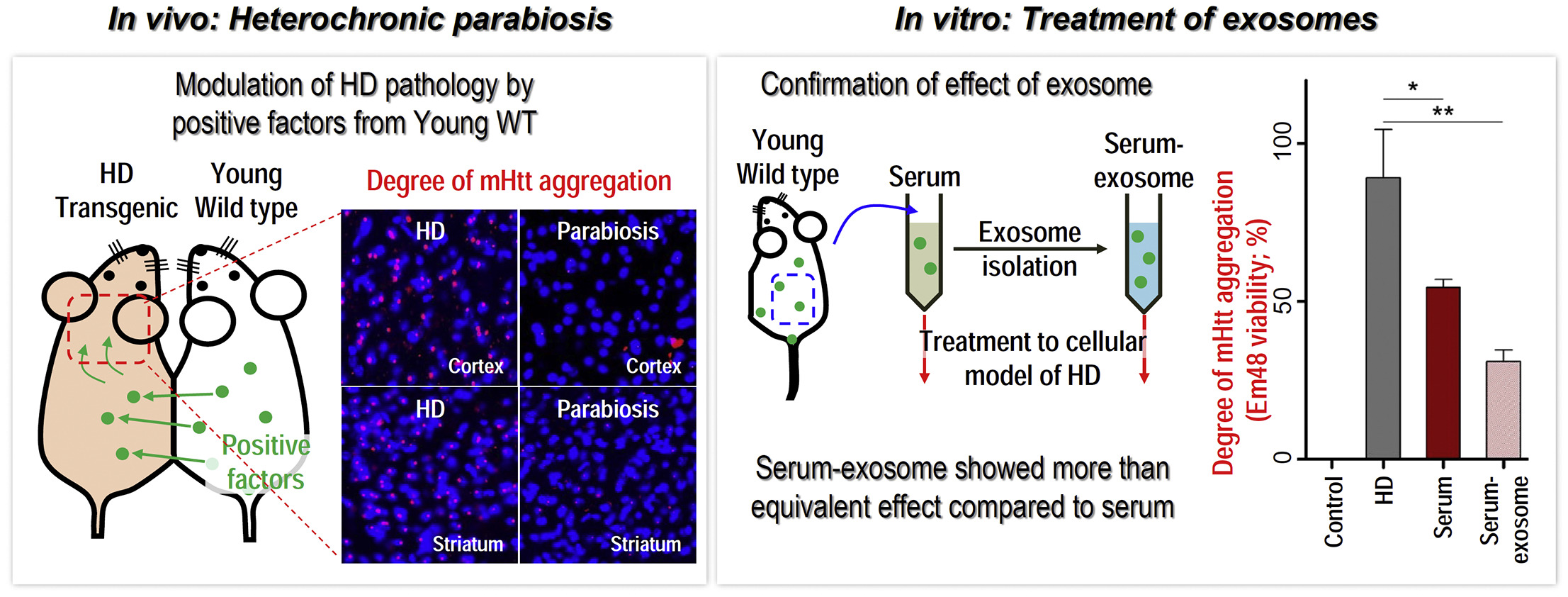 1943484241904521216-huntingtons-disease-exosome-research-service1.jpg
