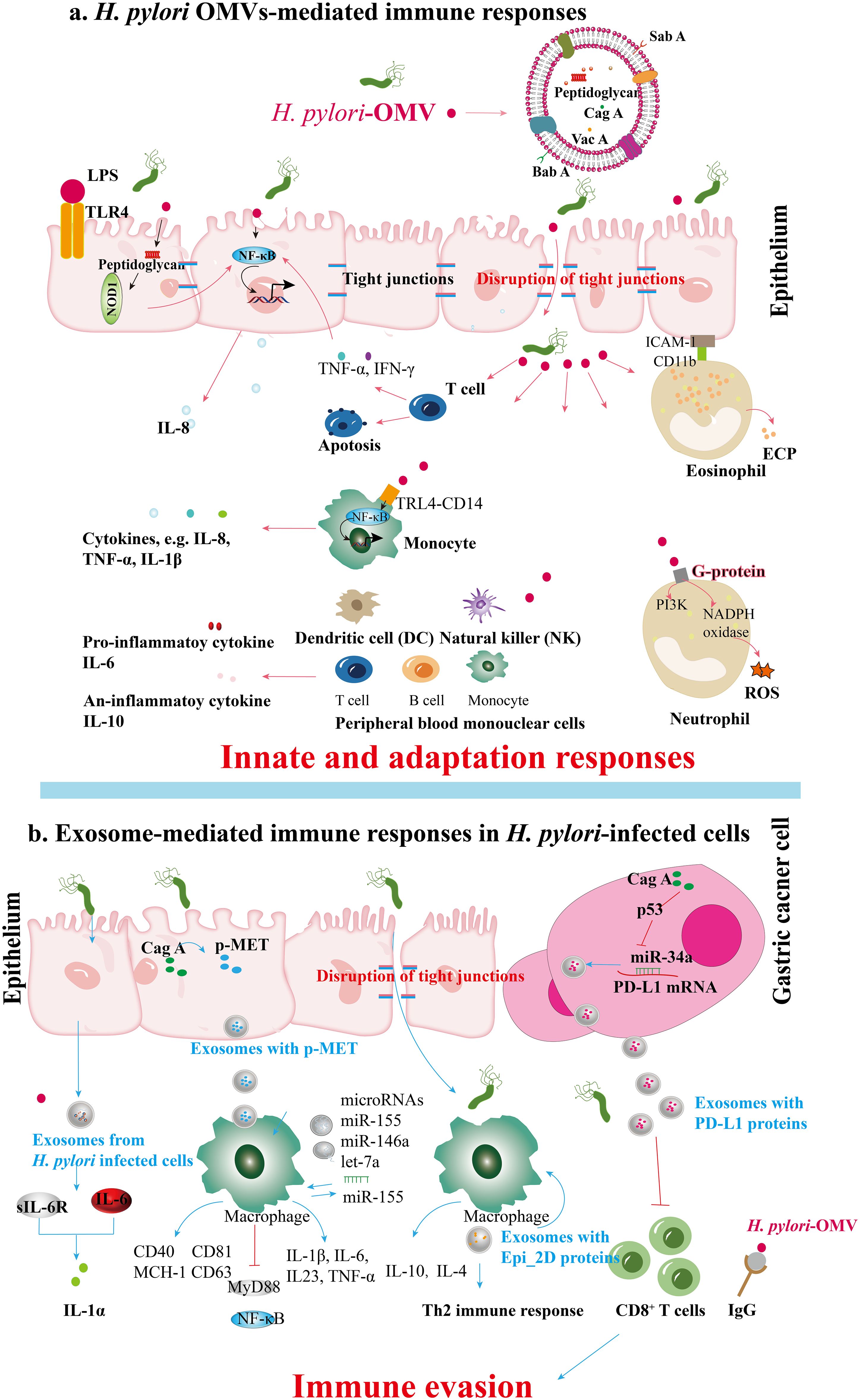 1943512836303605760-infectious-disease-exosome-research-service1.jpg