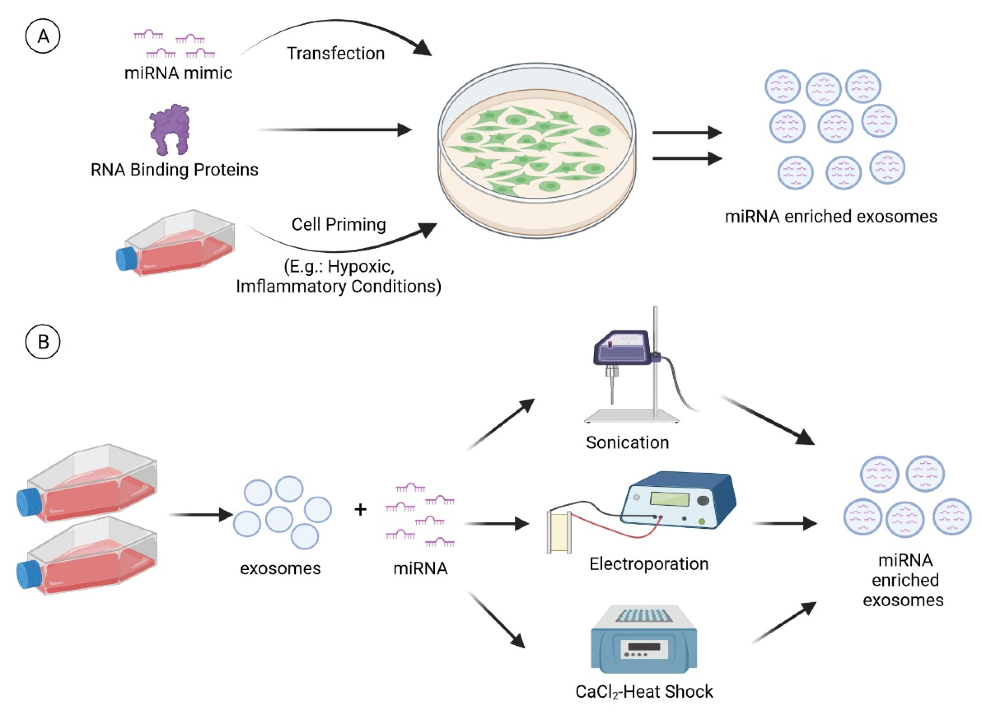 exosome-mediated-mirna-delivery-service2.png