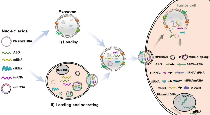 exosome-mediated-circrna-delivery-service1.webp
