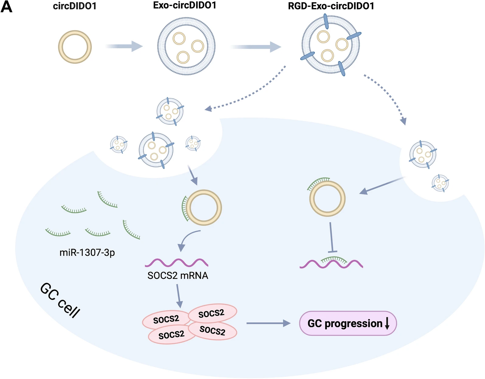 exosome-mediated-circrna-delivery-service2.webp