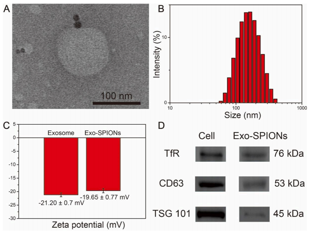 1944588226855485440-lung-cancer-targeted-exosome-modification-service2.png