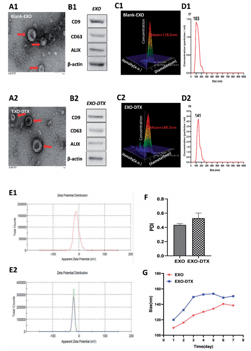 1944588289132511232-lung-cancer-targeted-exosome-modification-service3.png