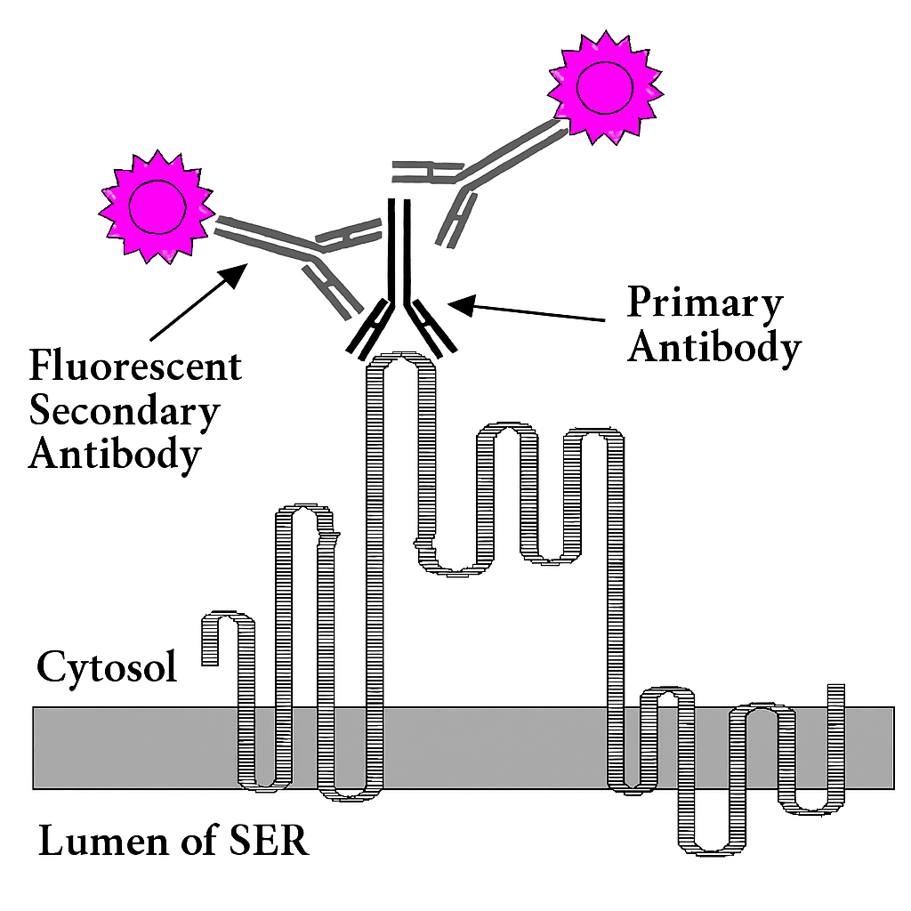 immunofluorescent-labeling-service1.png