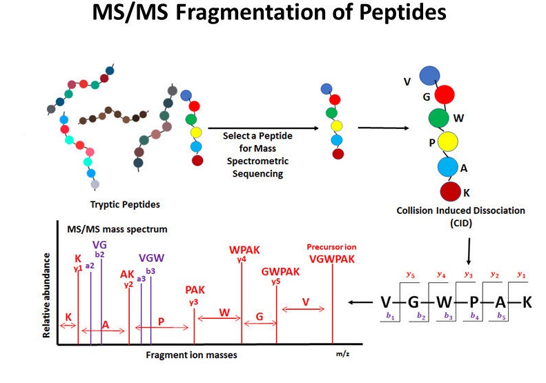 1945056734469541888-peptide-amino-acid-composition-analysis-service1.png