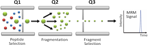 1945057398964736000-mrm-based-peptide-quantification-service1.png