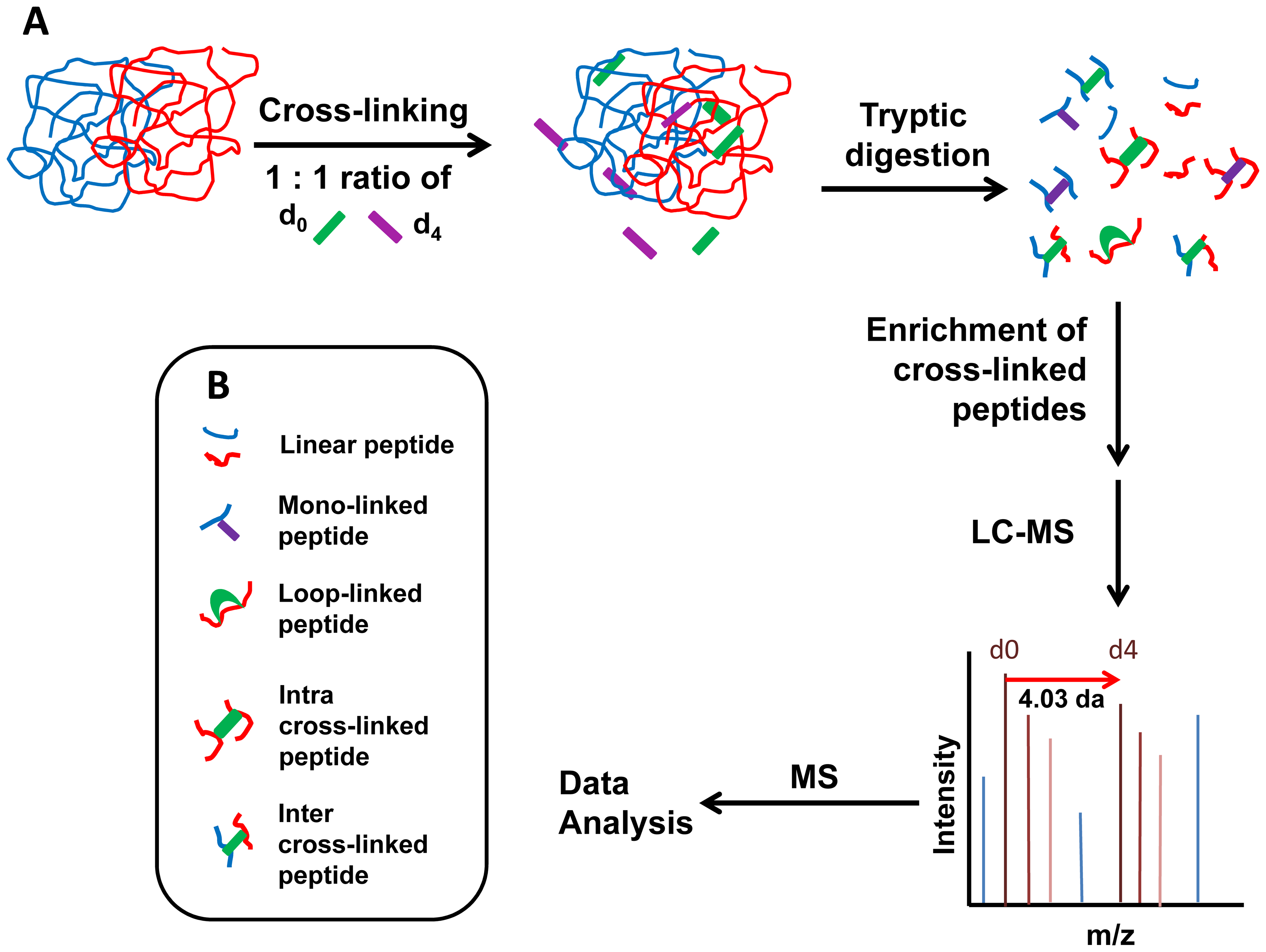 1945057485115740160-peptide-peptideprotein-interaction-analysis-service1.png