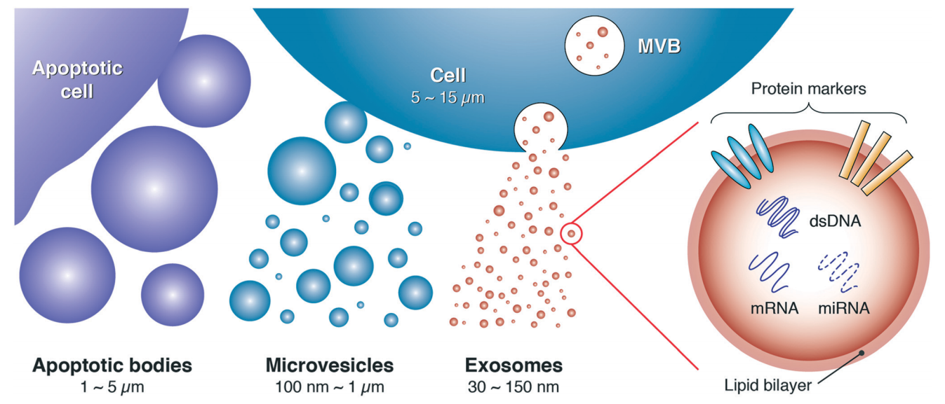 1945406199539220480-exosome-analysis-services1.png