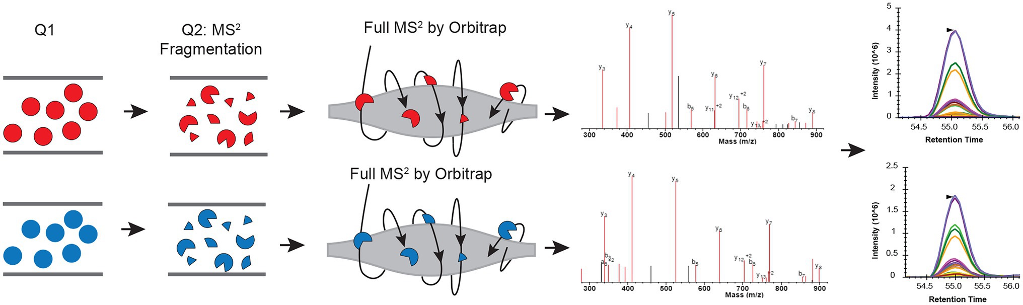 1945410785916866560-prm-based-peptide-quantification-service1.jpg