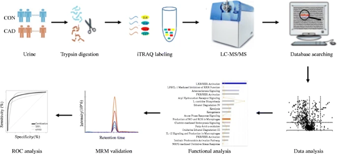 1945412438124515328-itraq-based-peptidomics-analysis-service1.png