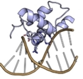 1945414185412841472-peptide-dna-interaction-analysis-service1.jpg