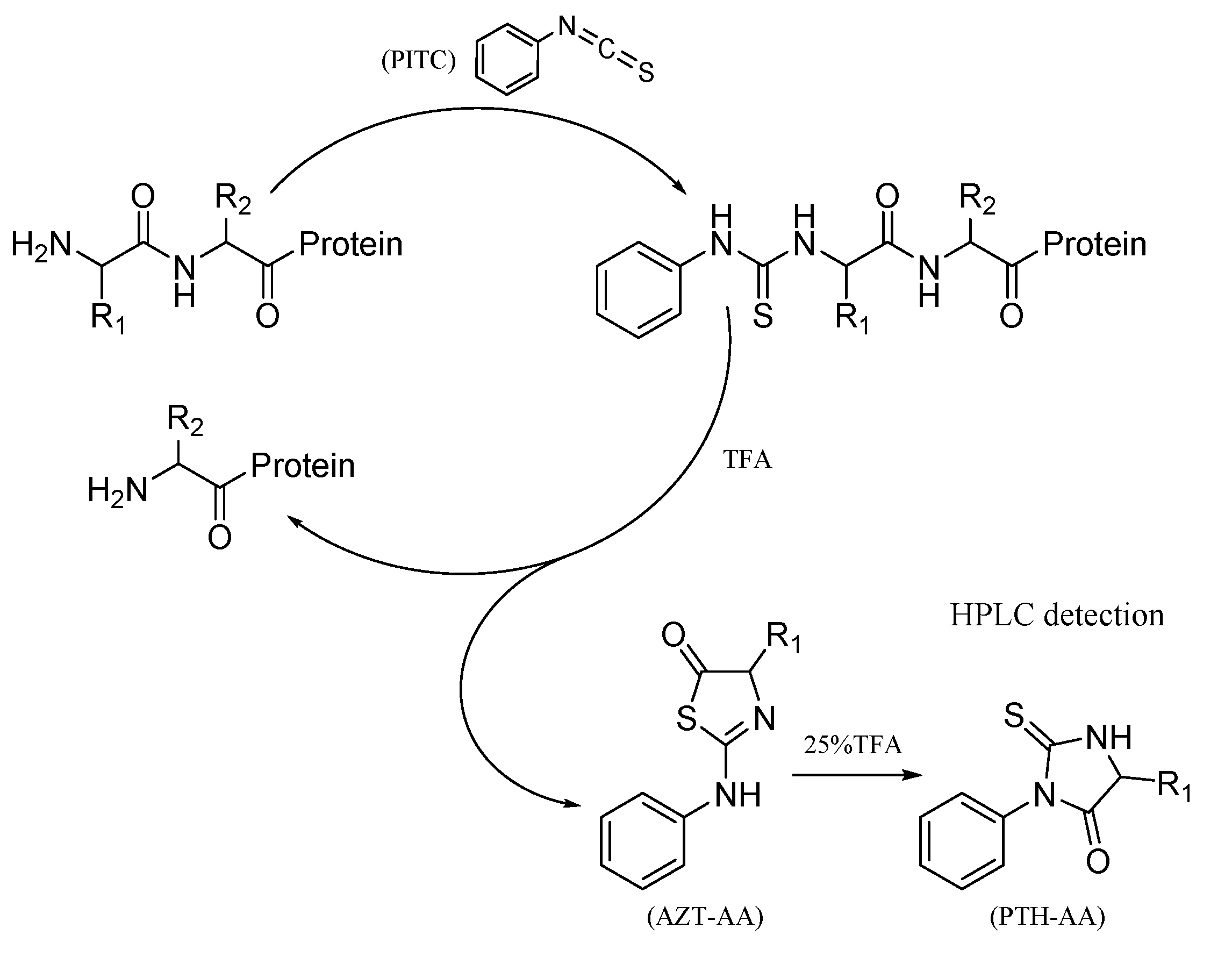 1945776617842921472-peptide-n-terminal-sequencing-service2.png