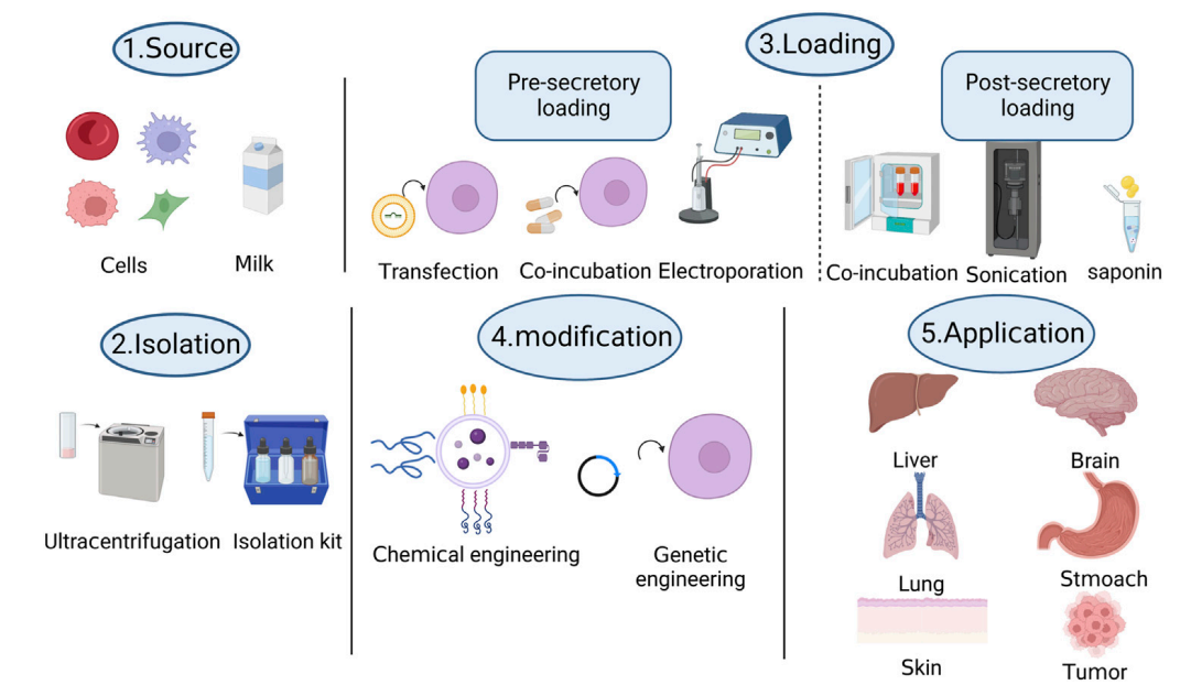 1946094128406249472-disease-targeted-exosome-modification-service1.png