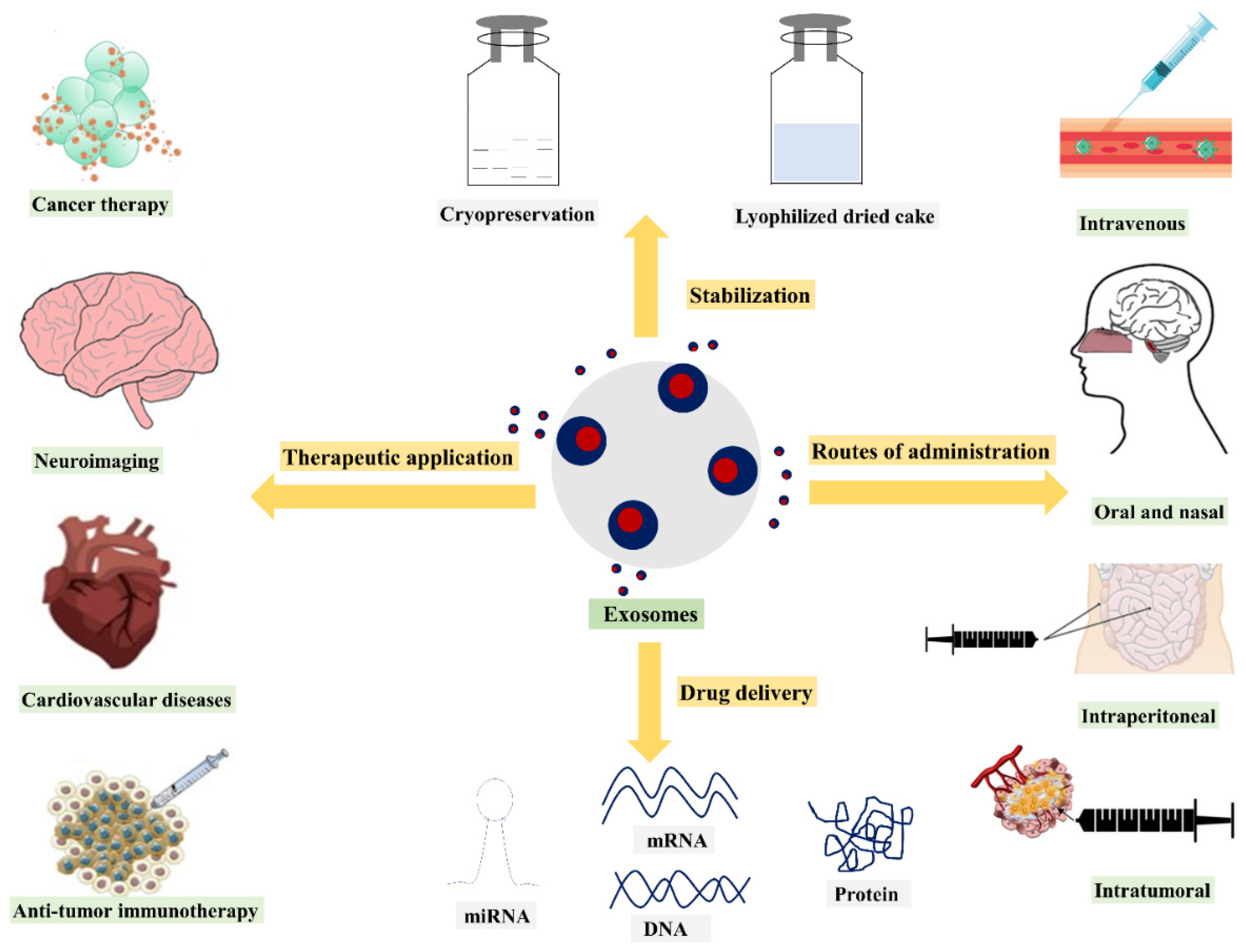 1945782628901310464-exosome-based-biopharmaceutical-development-service1.png