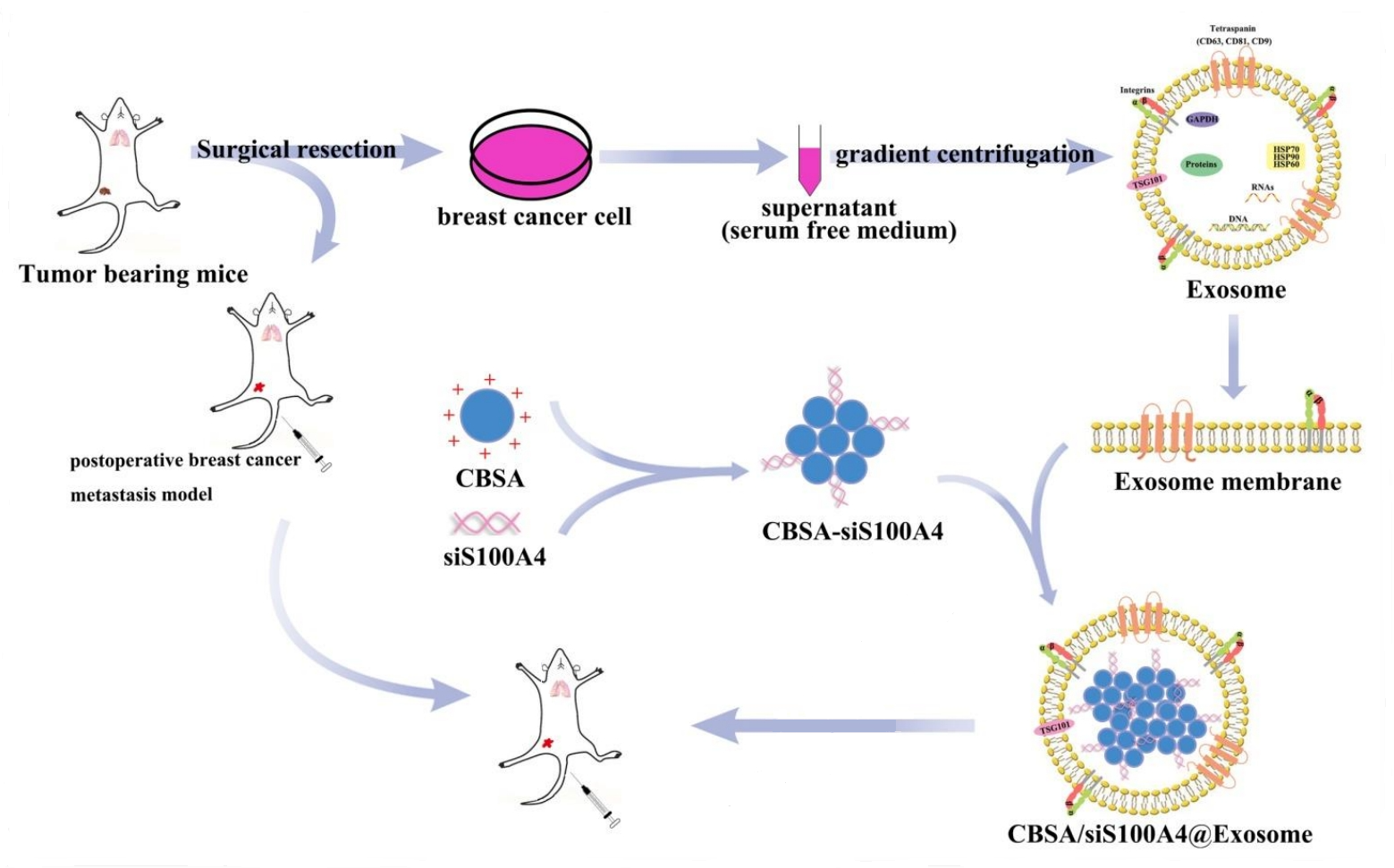 1946023359142285312-exosome-mediated-sirna-delivery-service1.png