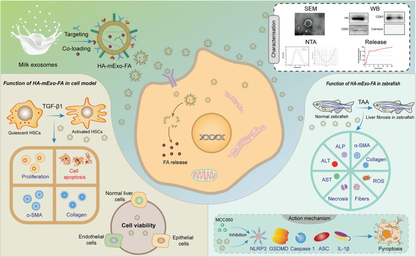 1946046194392879104-exosome-mediated-small-molecule-delivery-service1.png
