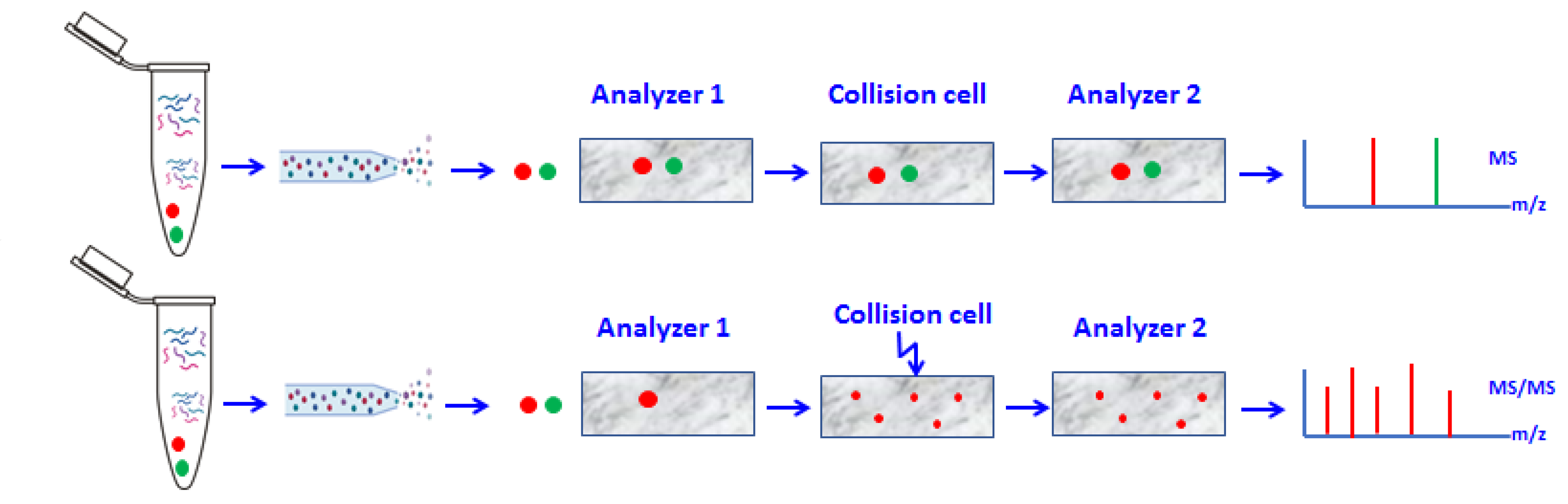 1946135097267310592-tmt-based-peptidomics-analysis-service1.png