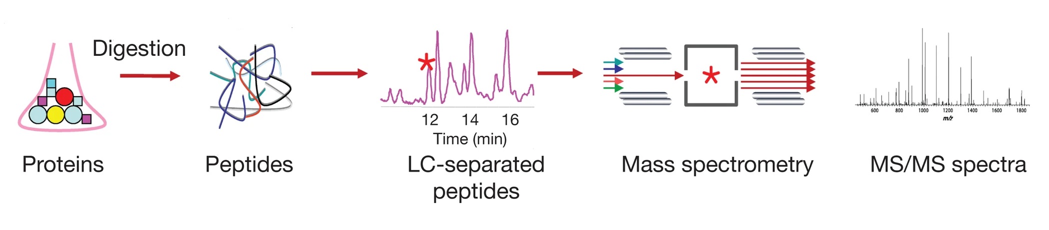 1946135874945798144-shotgun-peptidomics-analysis-service1.jpg
