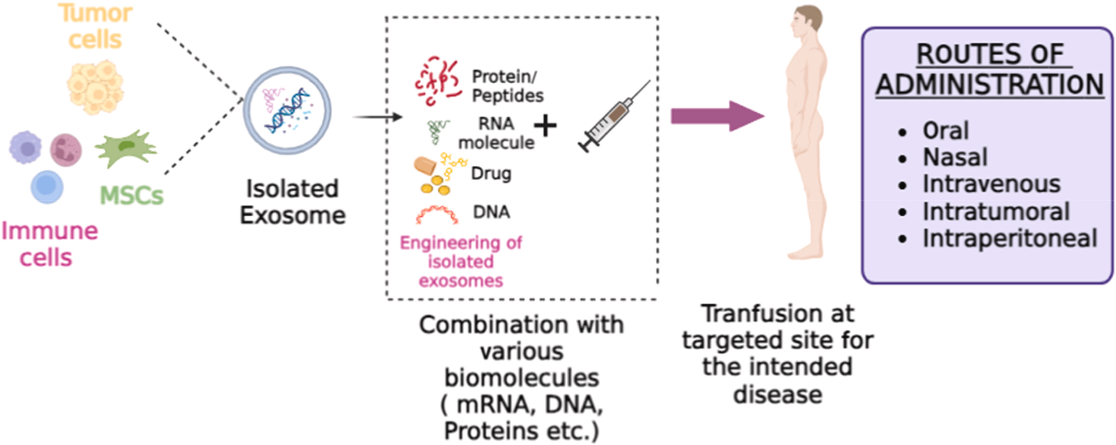 1947133405221736448-exosome-mediated-protein-delivery-service1.png