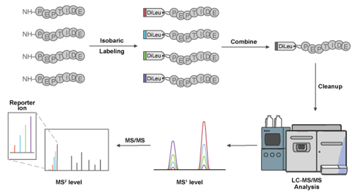 1947586477068767232-isobaric-labeling-peptidomics-analysis-service1.png
