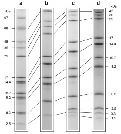 sds-page-peptide-purity-analysis-service1.jpg