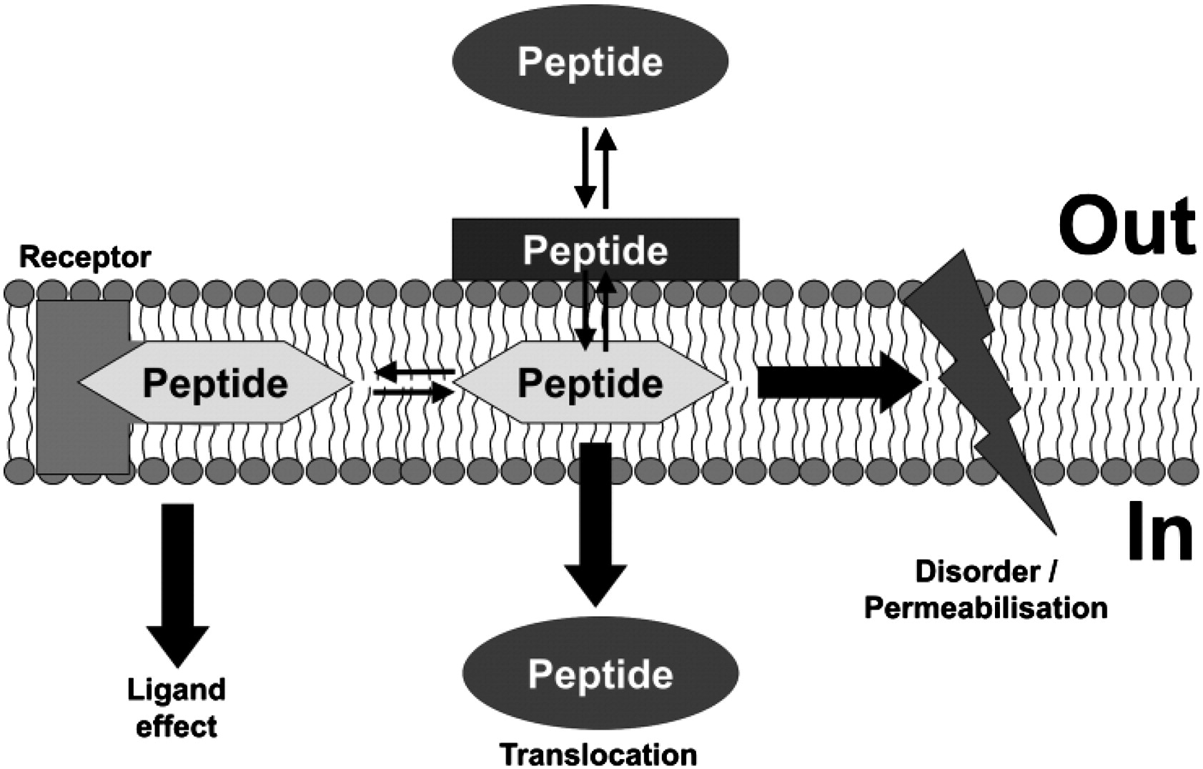 1947947158856581120-1945774987043000320-peptide-biomolecule-interaction-identification-service2.jpg