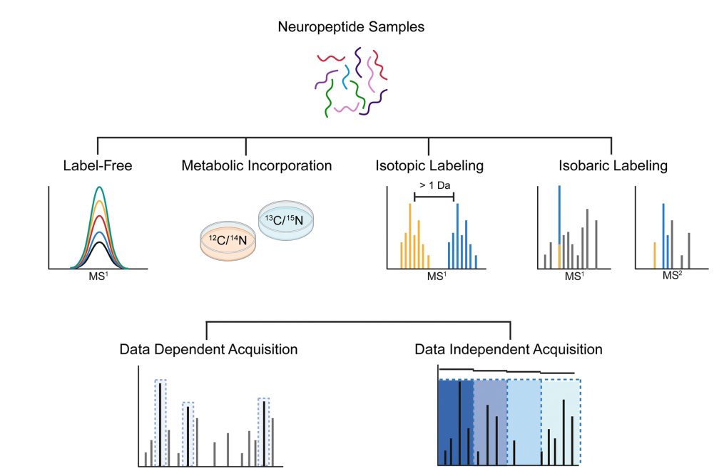 1947893443657846784-untargeted-mass-spectrometry-based-quantitative-neuropeptidomics-service1.PNG