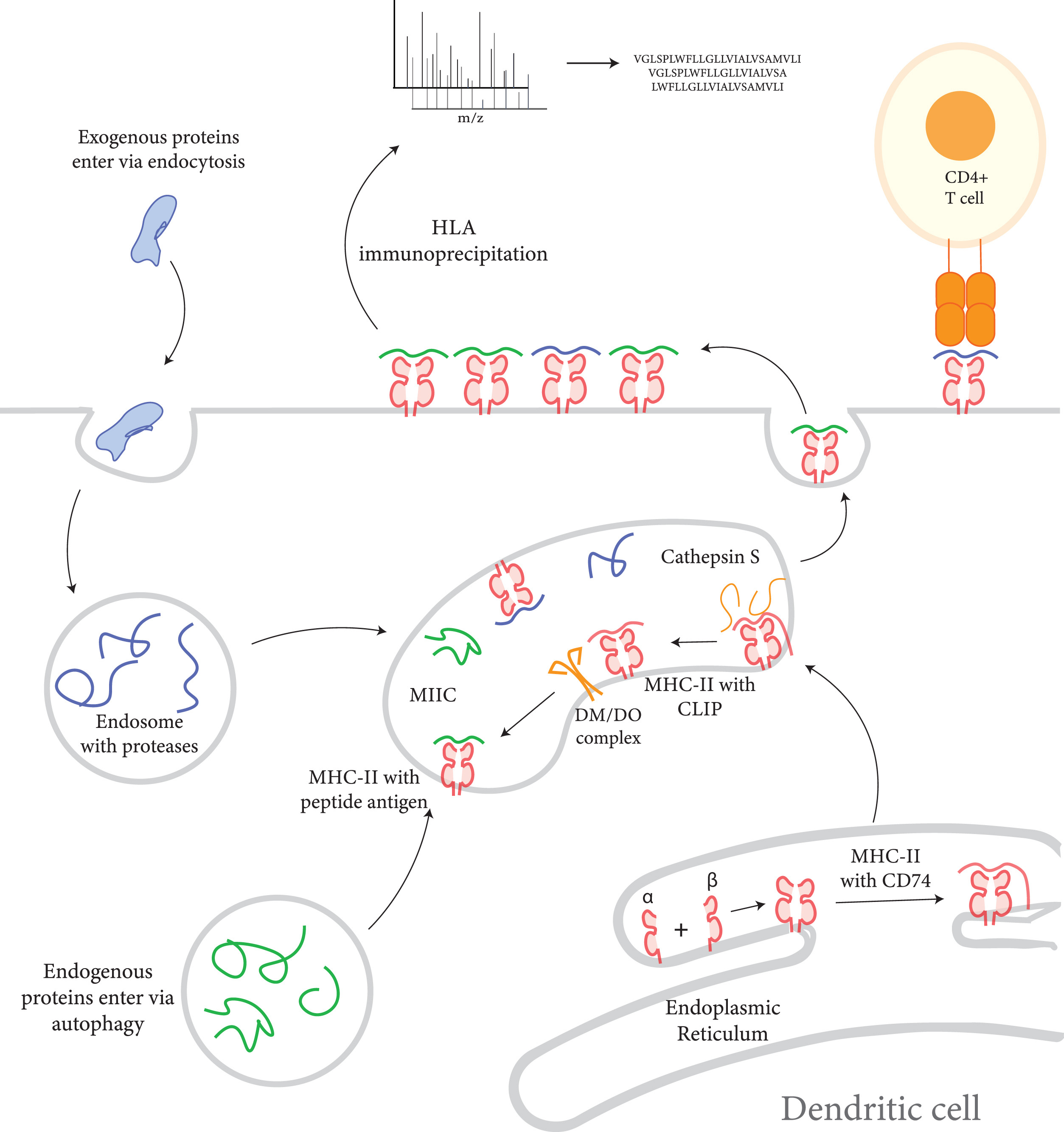 1947950245799907328-hla-peptidomics-analysis-service1.jpg
