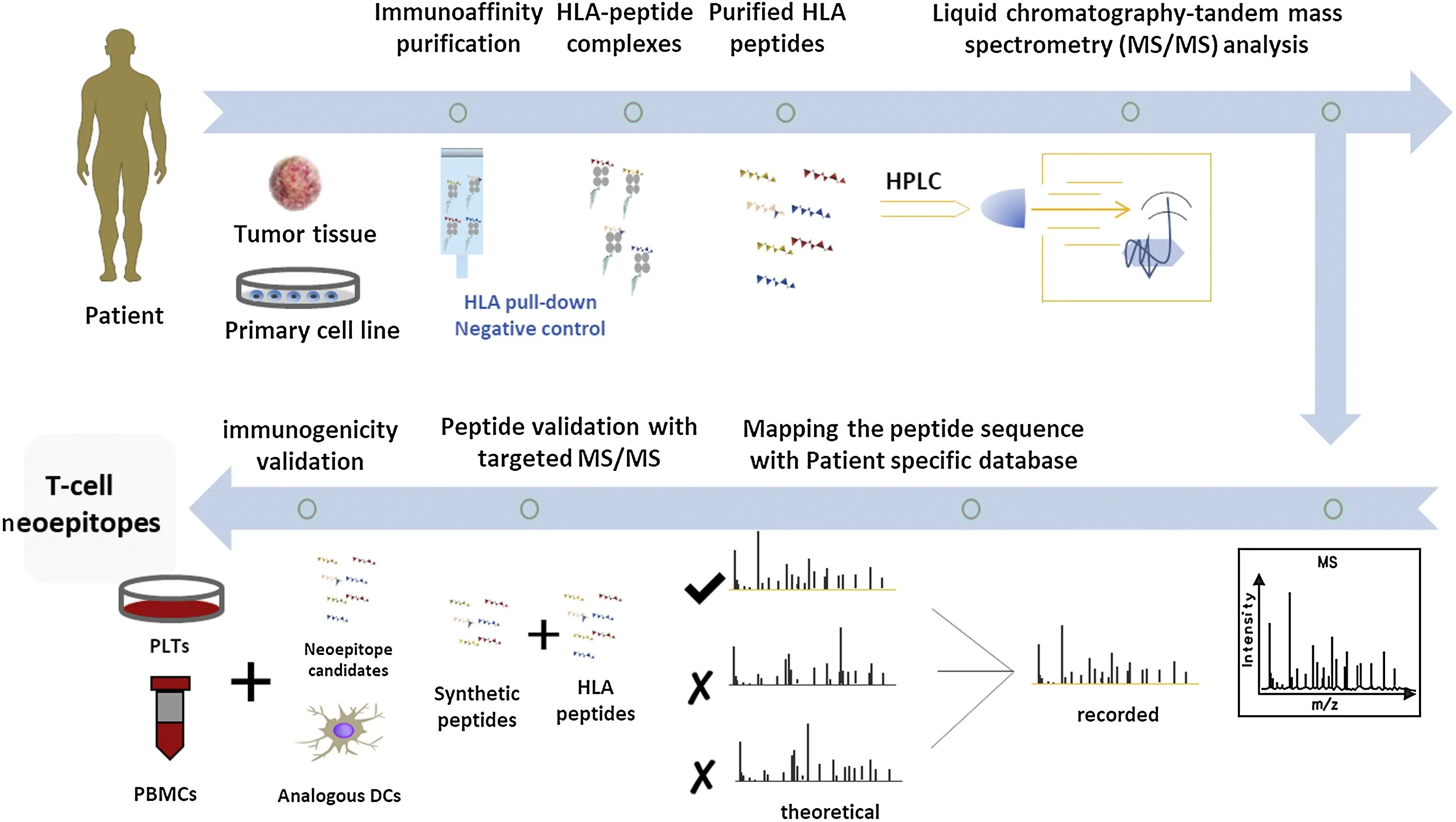 1948308916560056320-immune-peptide-mass-spectrometry-analysis-service1.png