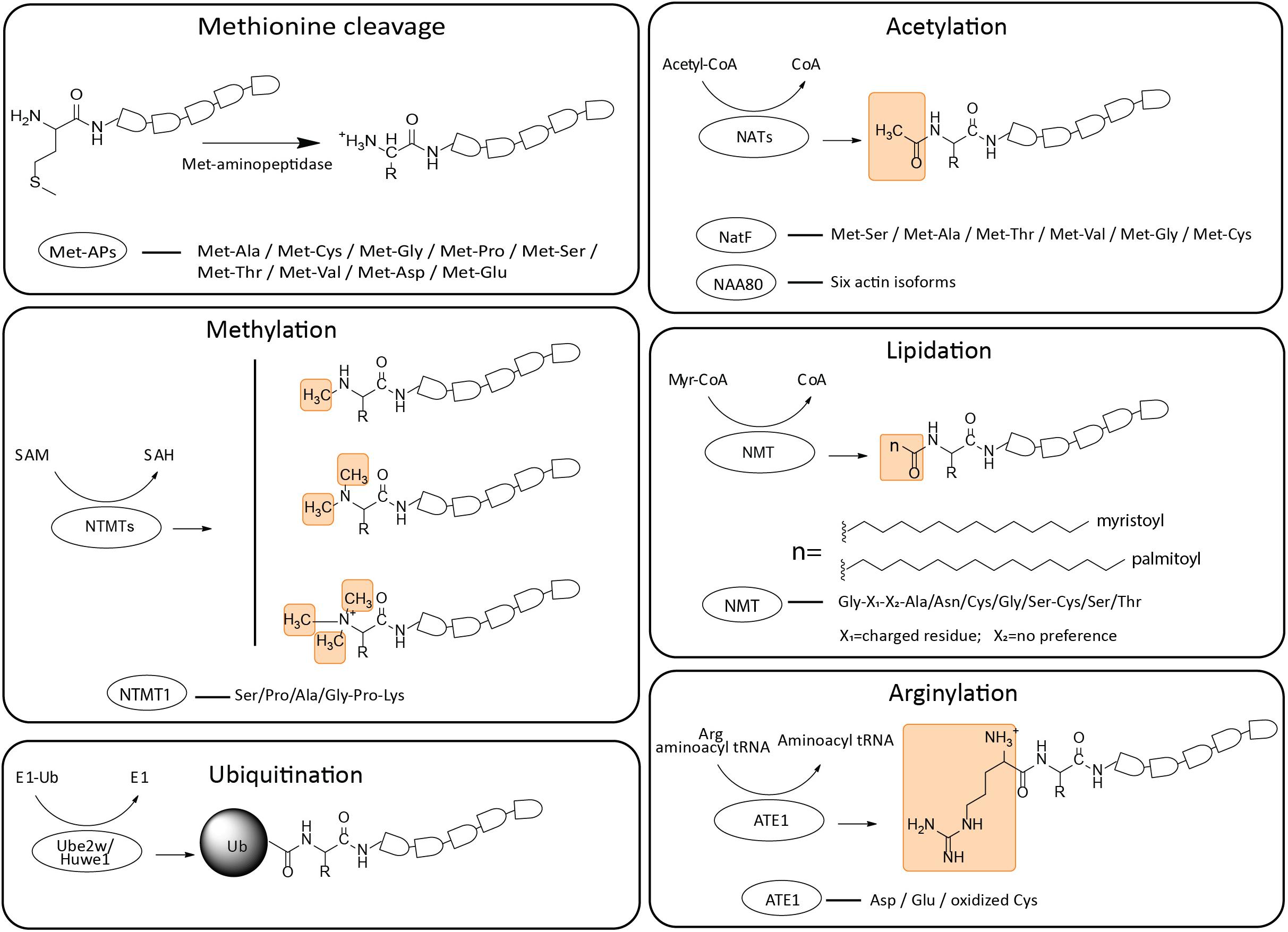 1948312329419083776-peptide-post-translational-modification-identification-service1.jpg