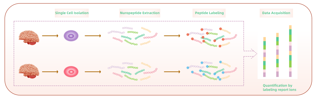 1948662231781199872-single-cell-neuropeptidomics-analysis-service1.PNG