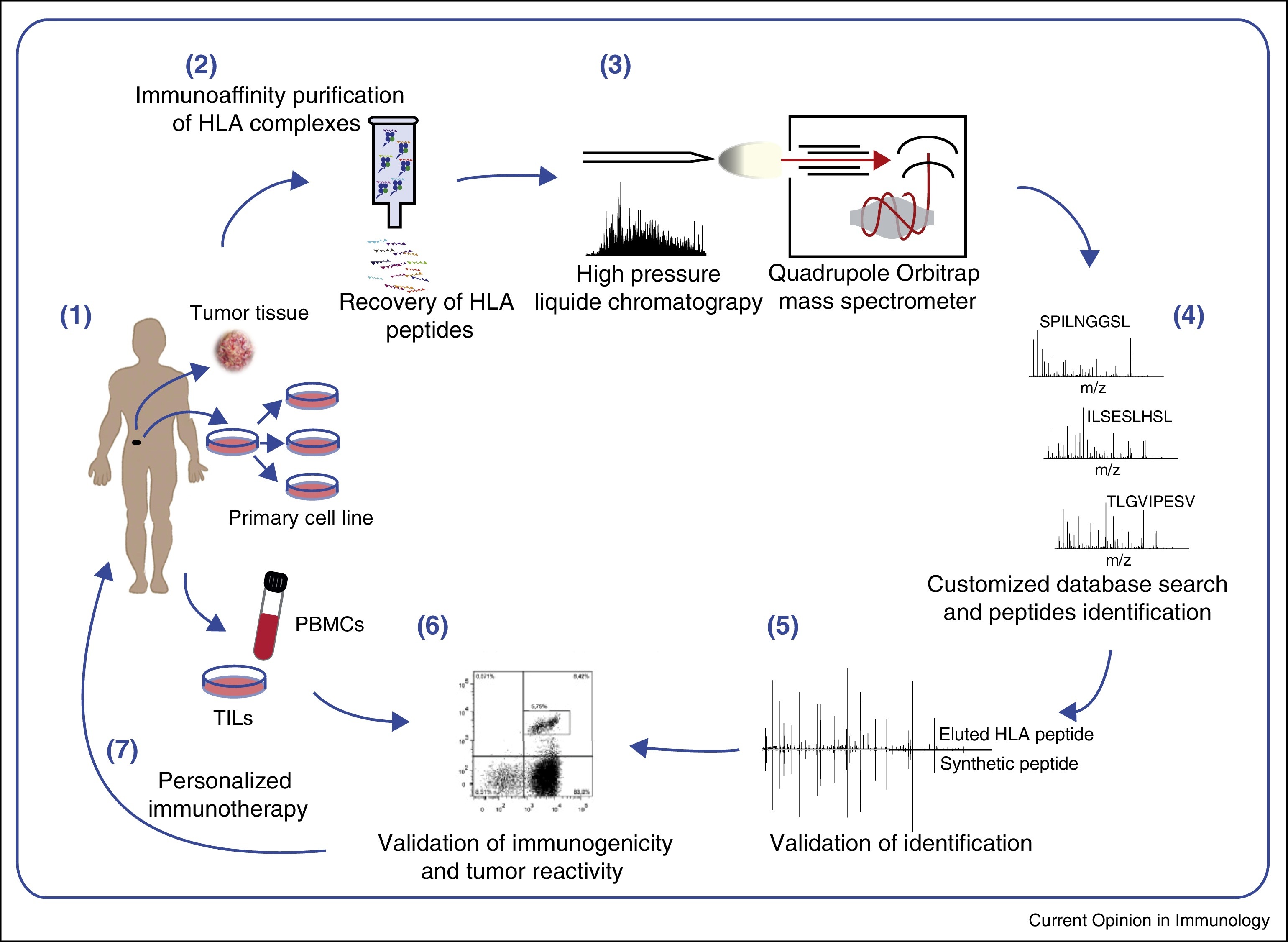 1948669793704464384-peptidomics-based-antigen-discovery-and-prediction-service1.jpg