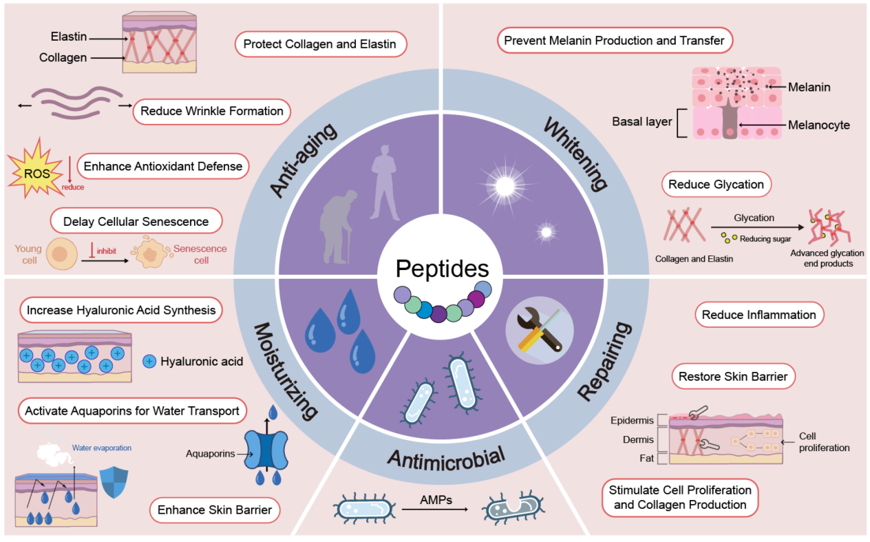 1948653587828166656-peptidomics-based-cosmetic-research-service1.png