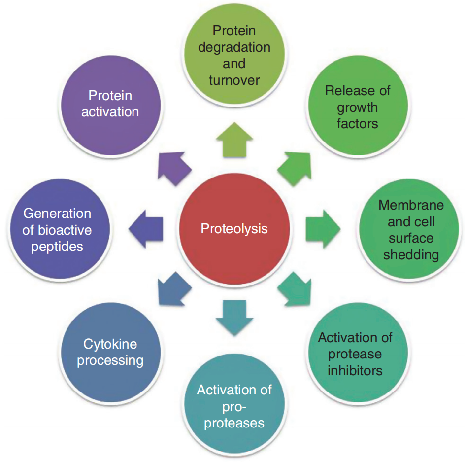 1948657183474962432-peptidomics-based-proteolytic-pathways-research-service1.png