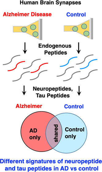 1949677641418788864-neuropeptidomics-ion-mobility-spectrometry-service1.jpeg