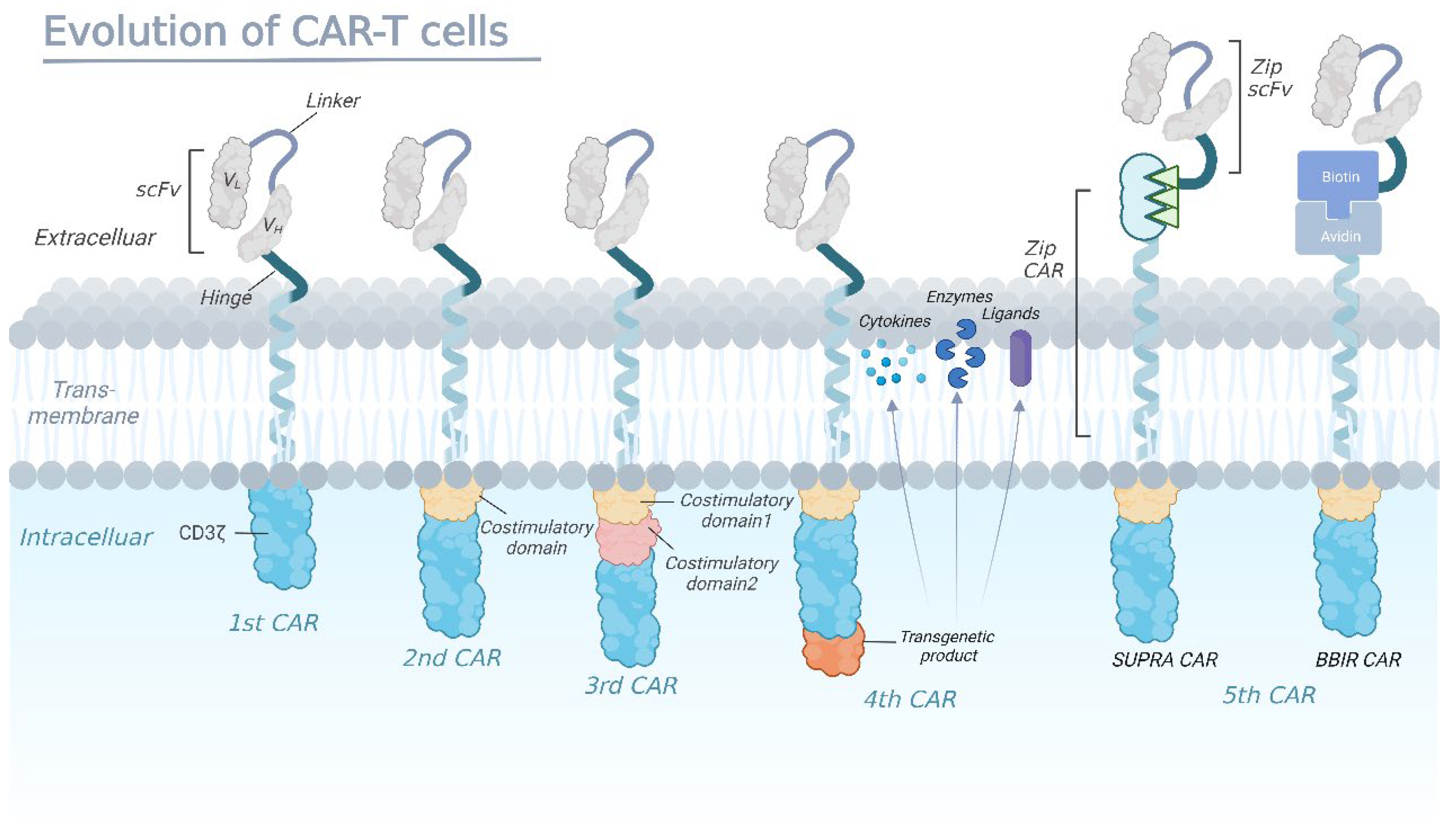 1949762565429645312-membrane-protein-based-car-t-therapy-development-service1.png