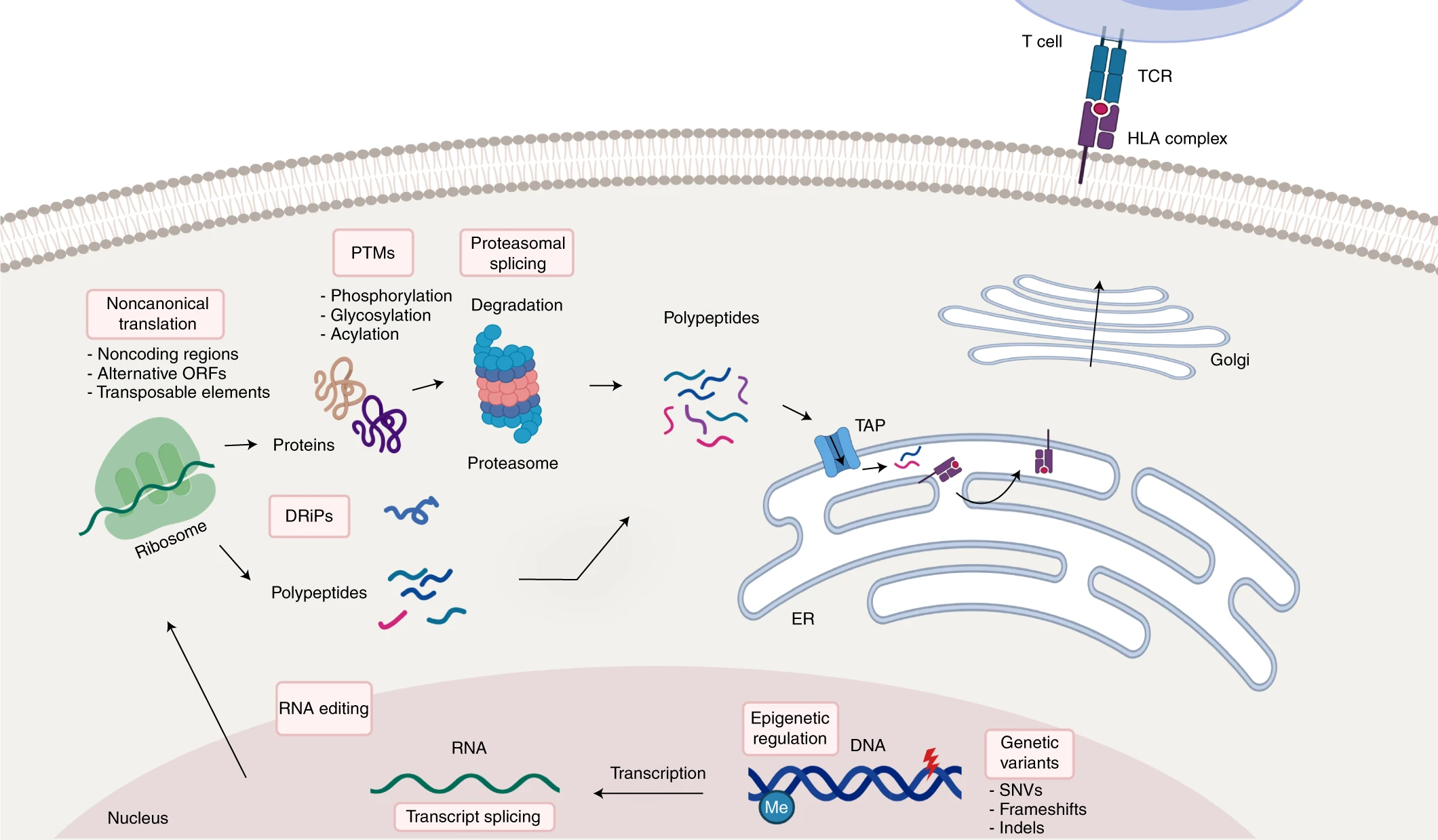 1950068117747056640-integrated-immunopeptidomics-analysis-service1.png