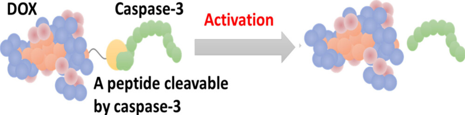 1950070752326307840-new-polypeptide-prodrugs-development-service1.png