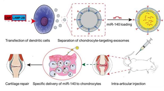 1950380746172579840-targeted-drug-delivery-service-precise-and-efficacious1.jpg