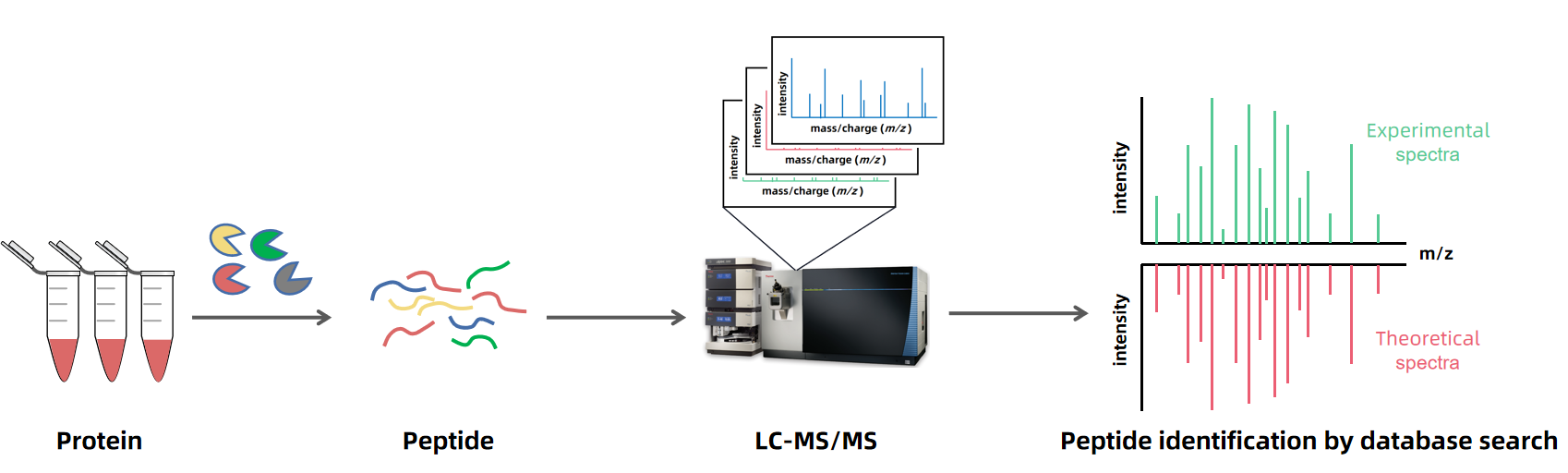 1950442901123153920-peptide-identification1.png