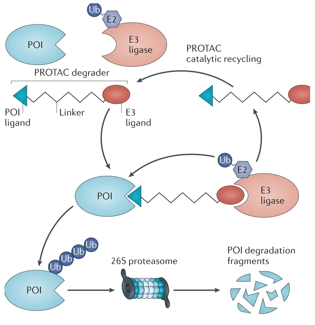 1950386513204858880-peptidomics-based-protac-research-service1.jpg
