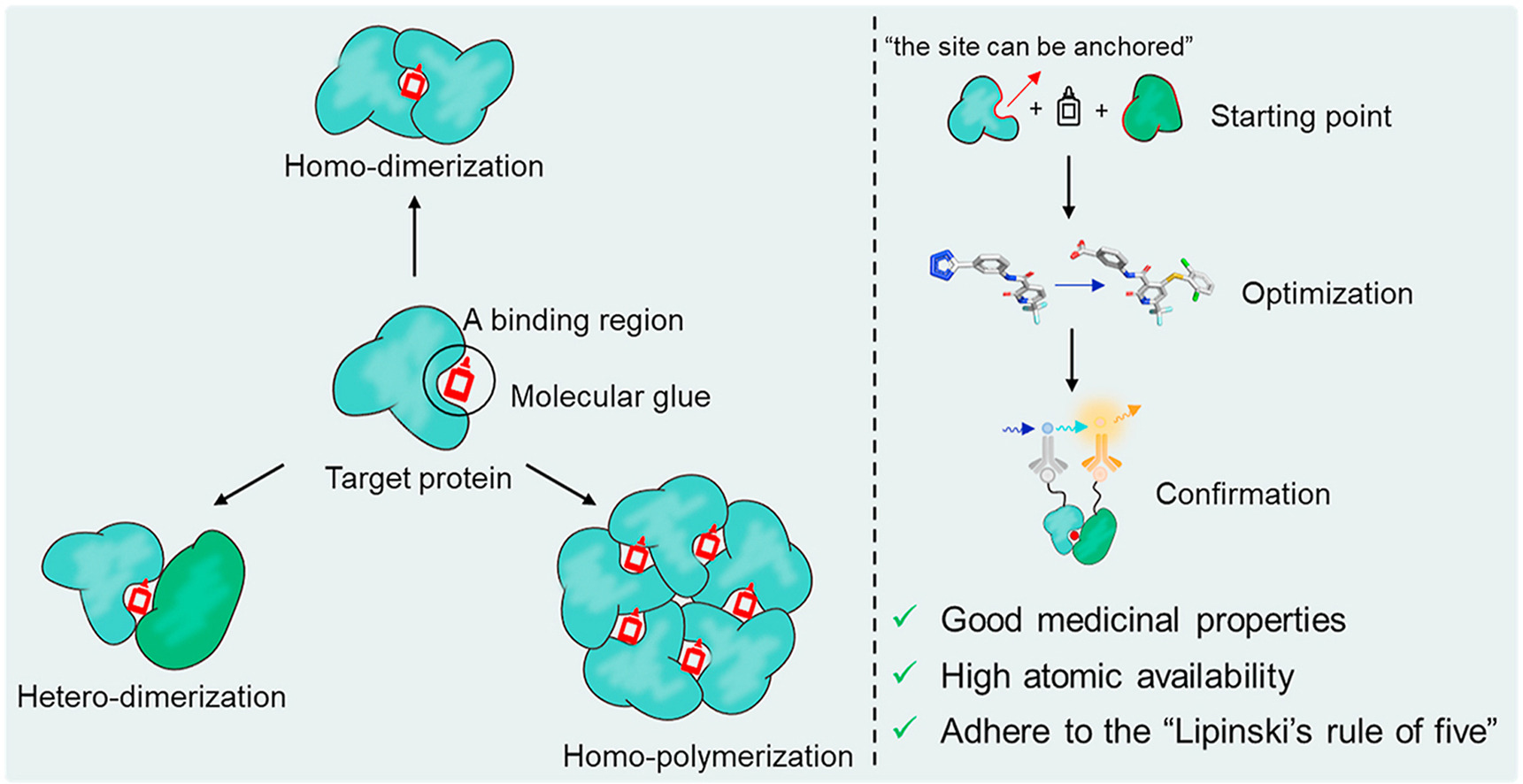 1950387285690798080-peptidomics-based-molecular-glue-mechanism-research-service1.jpg