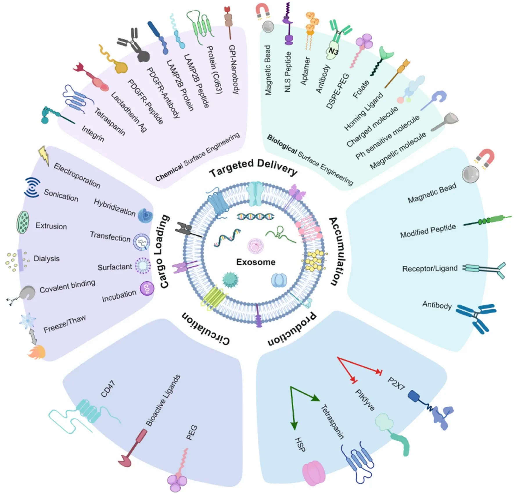 1950791697615077376-1897931070352510976-exosome-engineering-service1.png