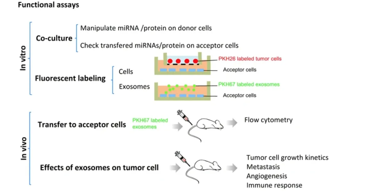 1950799713525612544-1939969080640000000-exosome-function-analysis-service1.png